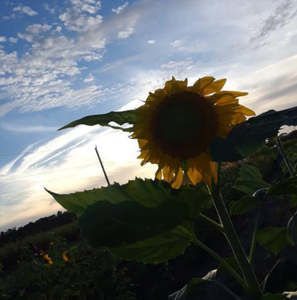 Meet your Posher, Jade